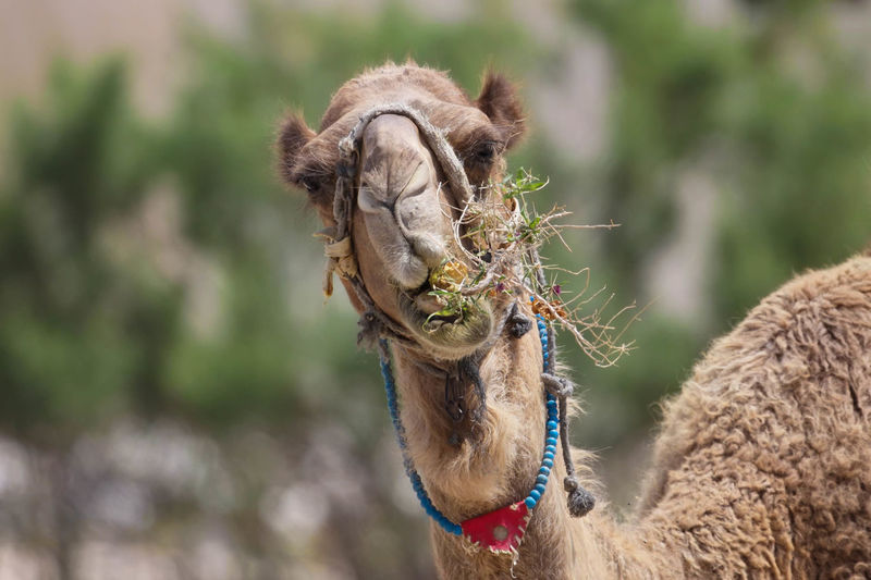 Portrait of camel eating grass outdoors