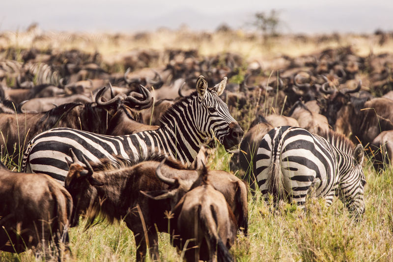 Zebra standing on field