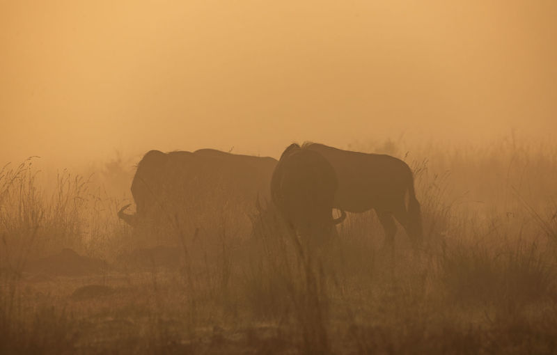 Wildebeests grazing on field during sunrise