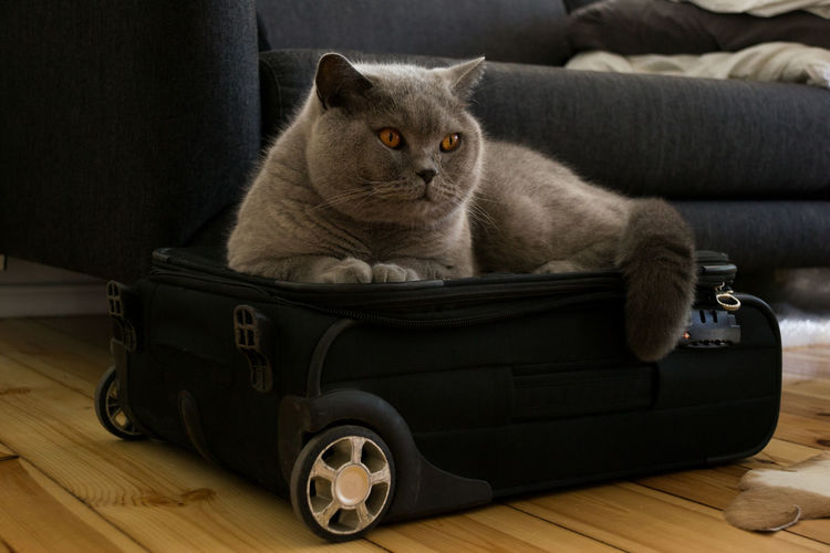 Cat relaxing on luggage over hardwood floor at home