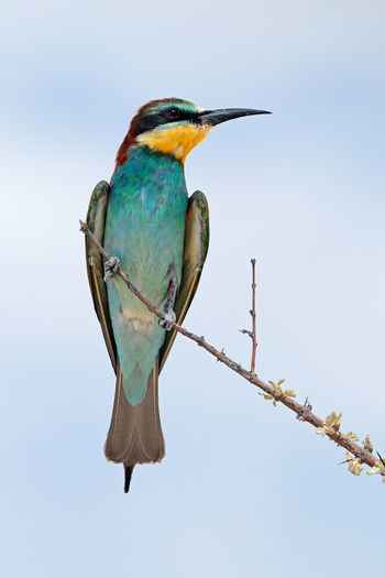 Low angle view of bee-eater perching on branch against sky