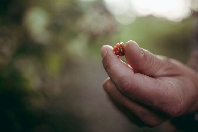 Cropped hand of man holding red berry outdoors