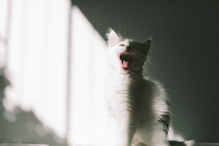 Cat looking away