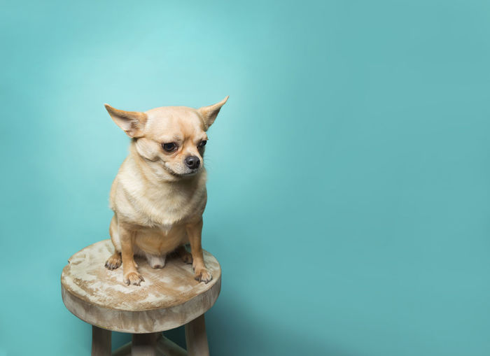 Tan chihuahua sitting on wood stool against aqua blue background