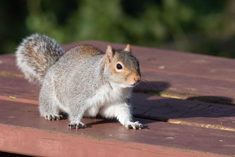 Portrait of a grey squirrel on a picnic table in the park.