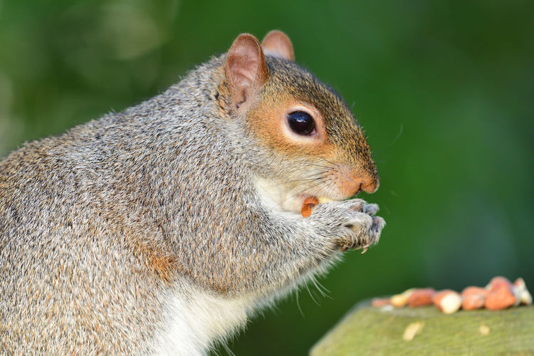 Close up of a grey squirrel  eating a nut off of a wooden post