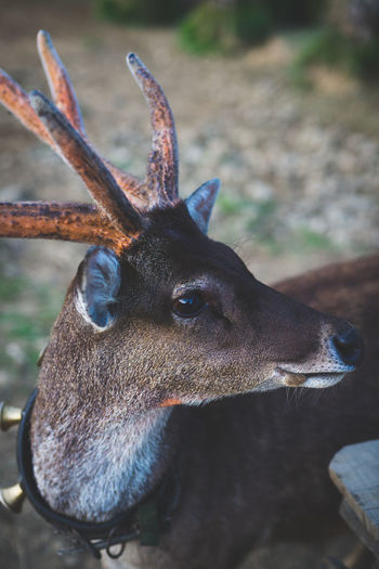 A deer with gorgeous eye