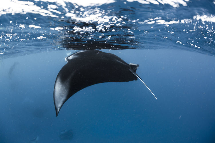 Wide angle view of a school of manta rays, in baa atoll ,madives