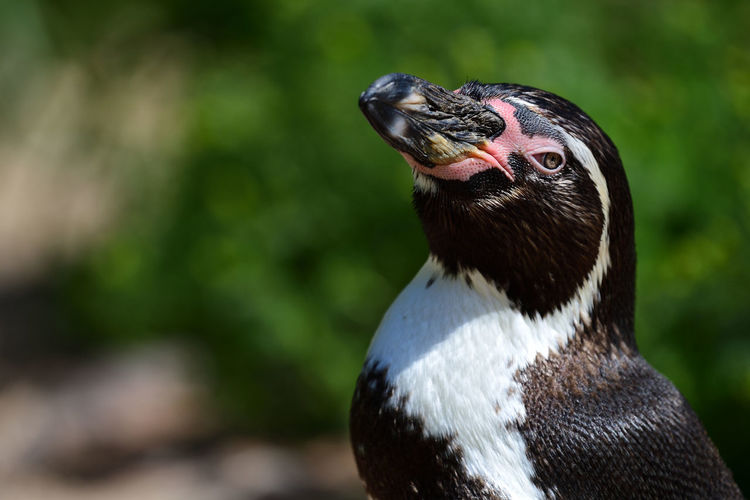 Portrait of a humboldt penguin 
