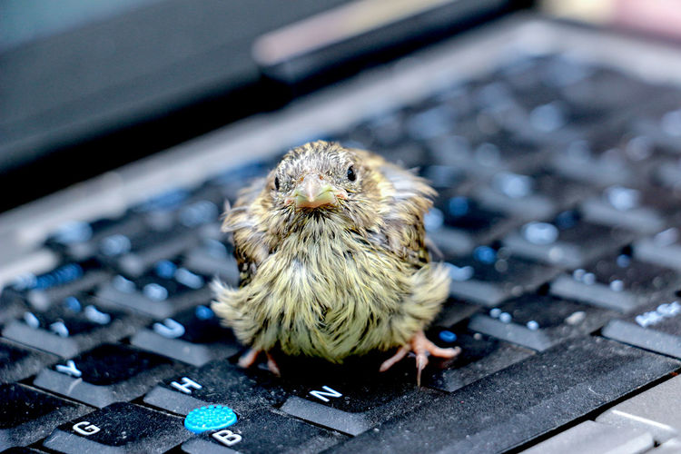 Close-up of bird