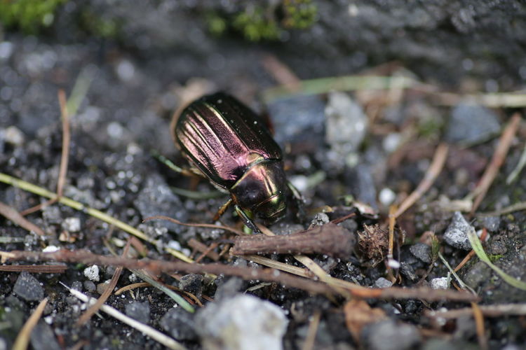 Close-up of a beetle insect on rocks, a scarab beetle of sorts.