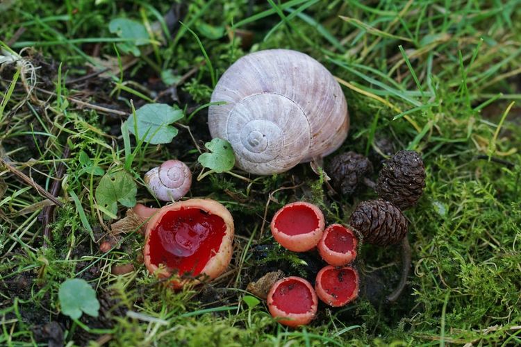Close-up of snail on grassy field