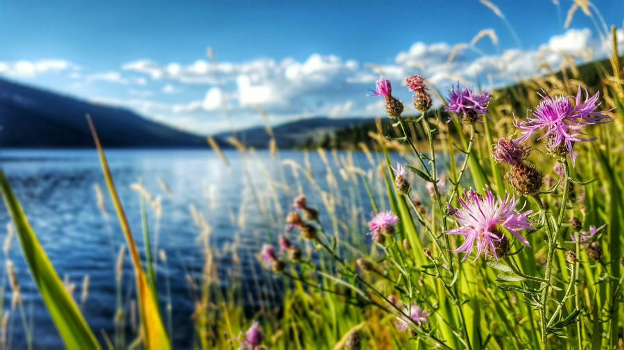 Thistles blooming on lakeshore against sky