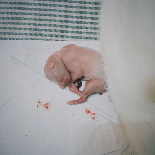 High angle view of dog on hand