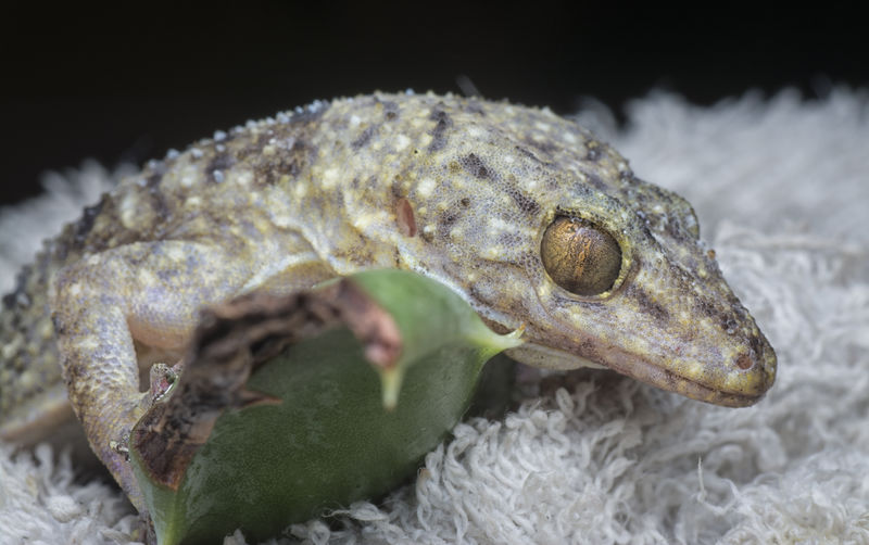 Close-up of lizard
