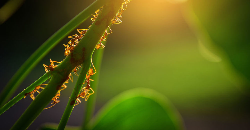Close-up of red ants on plant