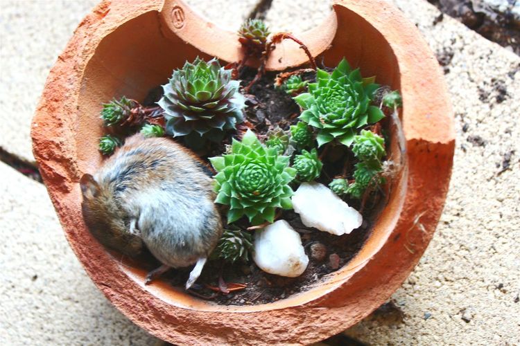 Directly above shot of mouse sleeping in potted plant