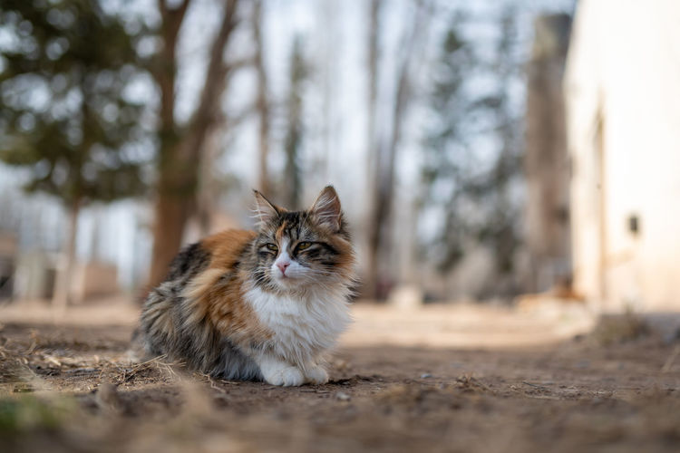 Portrait of cat on field