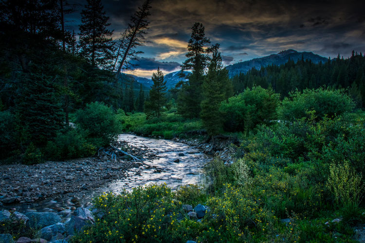 Scenic view of stream in forest against cloudy sky at dusk