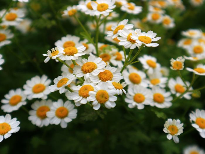Close-up of white daisy flowers