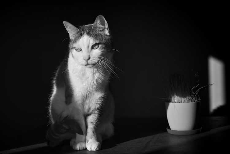 Domestic cat sitting on tile windowsill lit by sunlight. black and white image. 