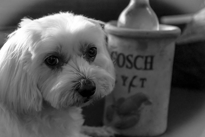 Close-up of bichon frise by container