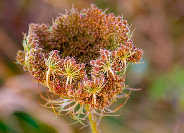 Close-up of flowering plant