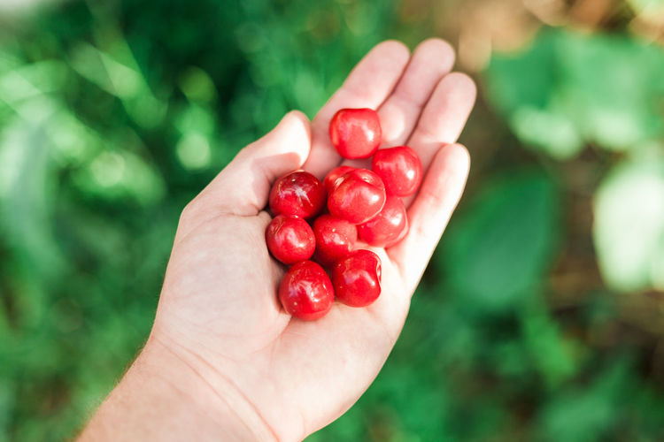 Close-up of cropped hand holding berries