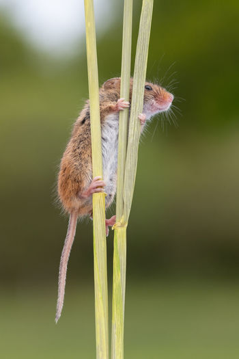 Close-up of mouse on plants
