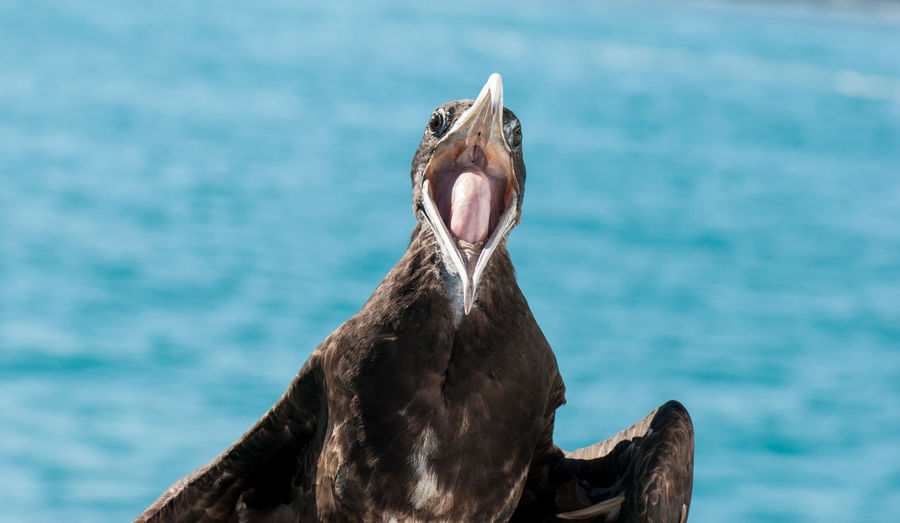 Close-up of frigate bird