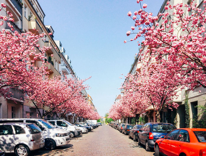 Pink cherry blossom on road in city