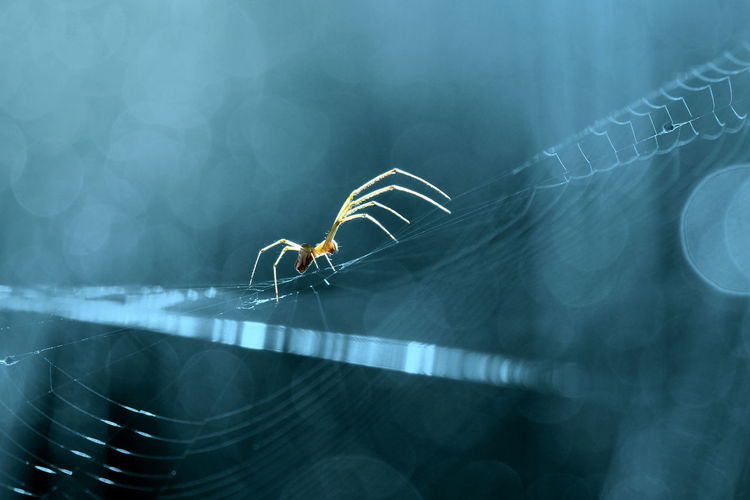 Close-up of spider on web