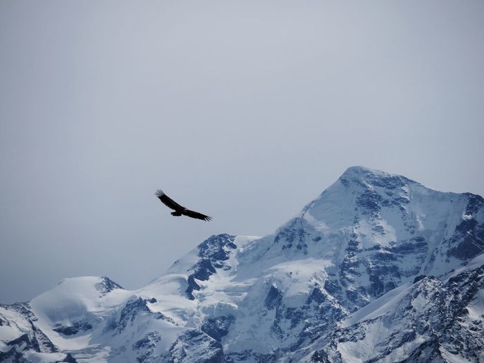 Flying eagle soaring high over snowcapped mountains