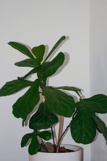Close-up of plant against white wall