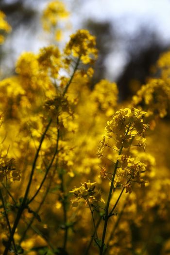 Close-up of fresh yellow flower field