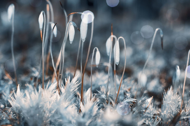 Close-up of snow on plants in field