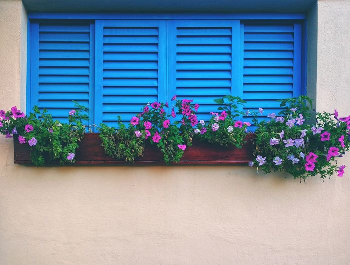 Potted plants against window of building
