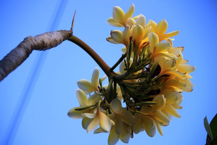 Close-up of yellow flowering plant against clear blue sky