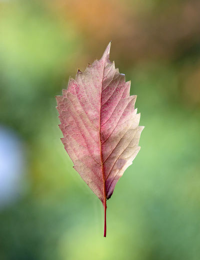 Close-up of maple leaf on plant