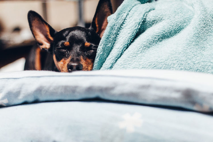 Close-up of dog resting on bed