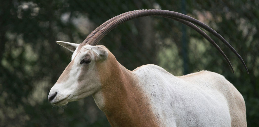 Heidekreis, germany,june 6, 2019, serengeti park, saber-antelope, scientific name oryx dammah
