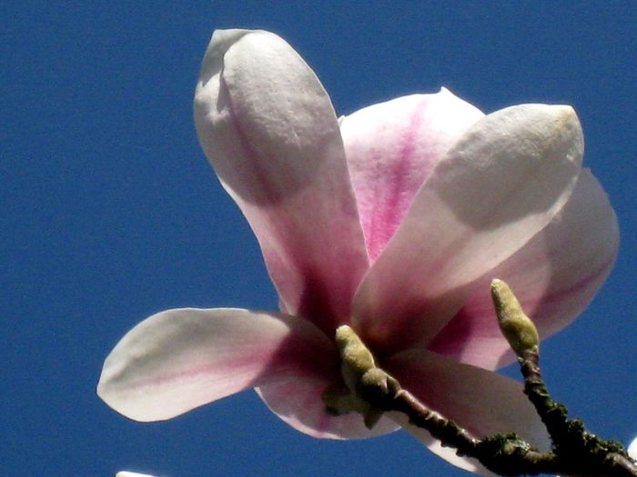 Low angle view of pink flower blooming on tree against sky