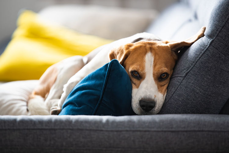 Beagle dog tired sleeps on a cozy sofa in fanny position. dog background theme