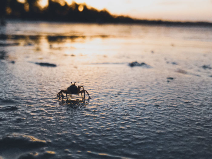 Crustacean sunset