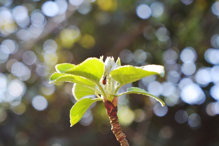 Close-up of flowering plant