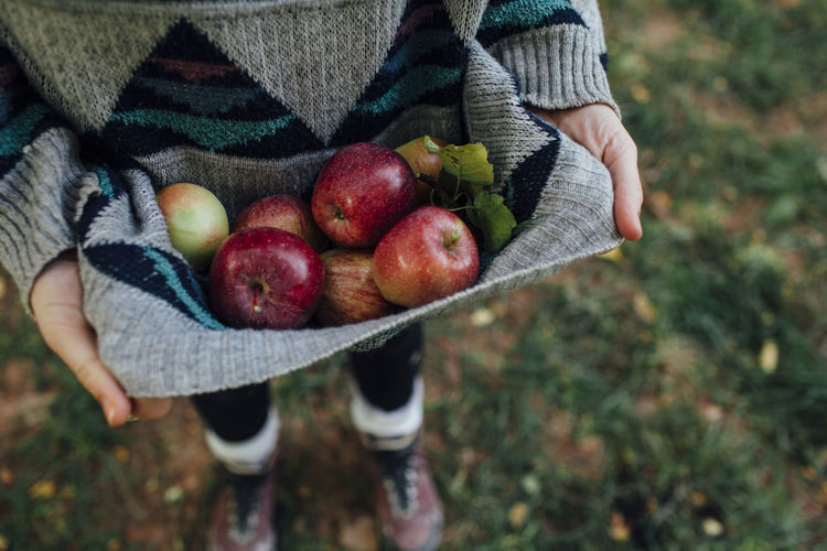 Cropped image of woman carrying apples in sweater while standing on field