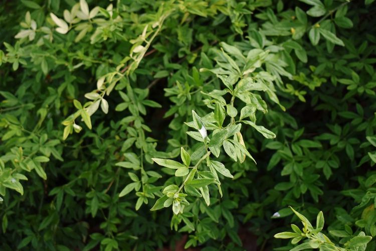 Close-up of fresh green leaves