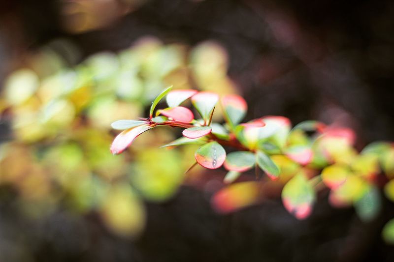 Close-up of pink flowers blooming on tree