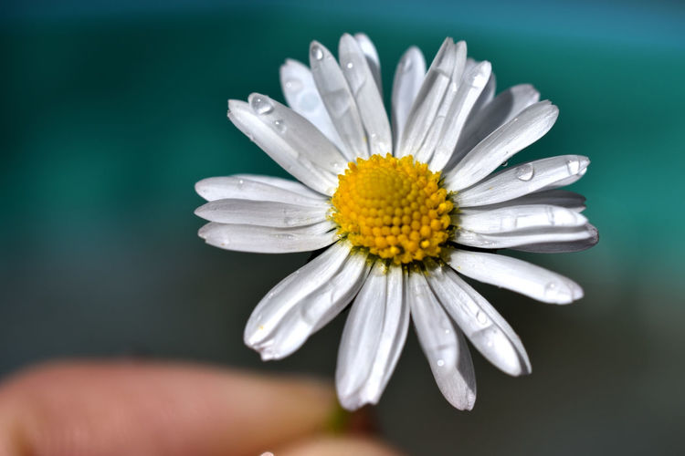 Close-up of white flower 