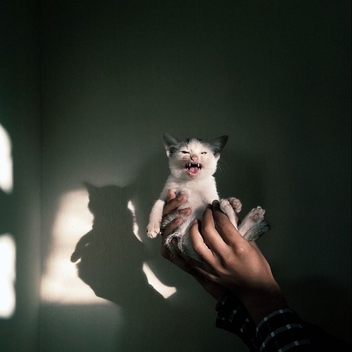 Portrait of person holding kitten